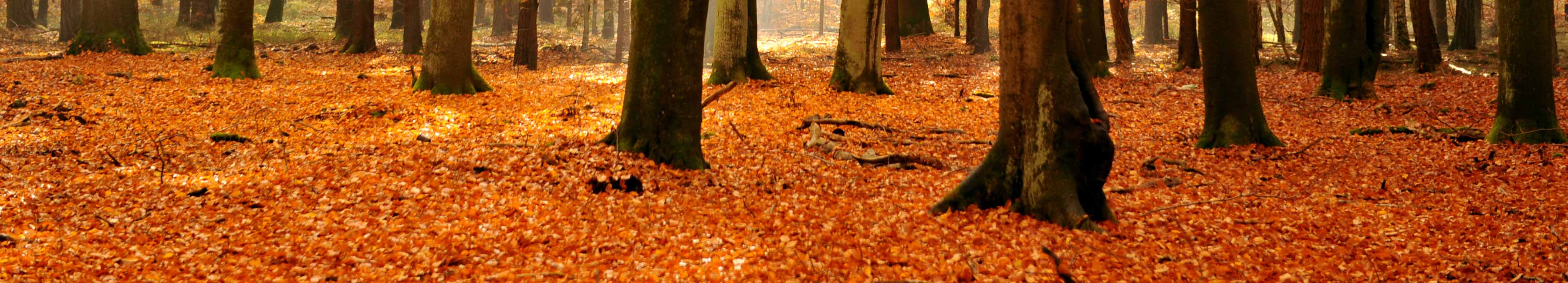 Herbstwald